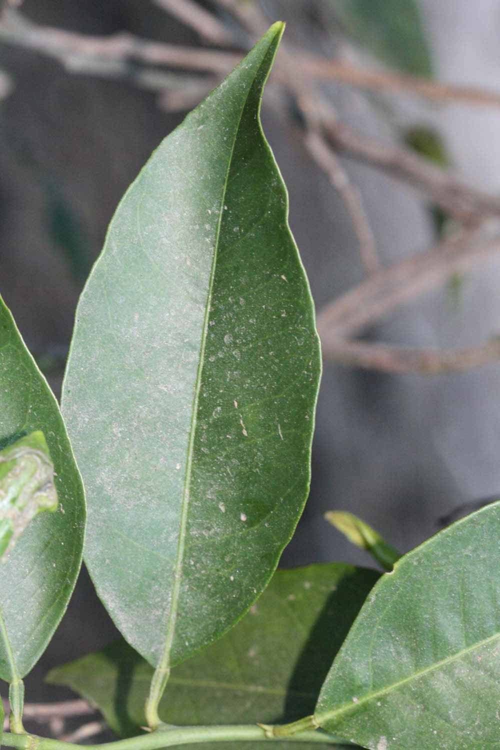              Unifoliolate leaf (Winter Haven, FL)       
